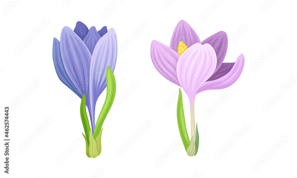 Beautiful purple and pink crocus spring flowers set vector illustration