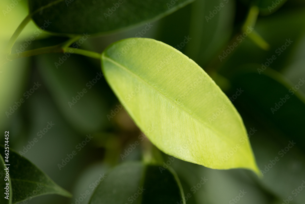 Ficus foliage. New light green leaves of the plant. Macro photo of a young ficus leaf. Green foliage Ficus foliage. New light green leaves of the plant. Macro photo of a young ficus leaf. Green foliage