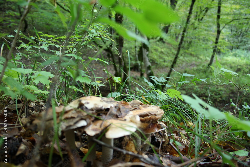 mushrooms in the forest mushrooms in the forest
