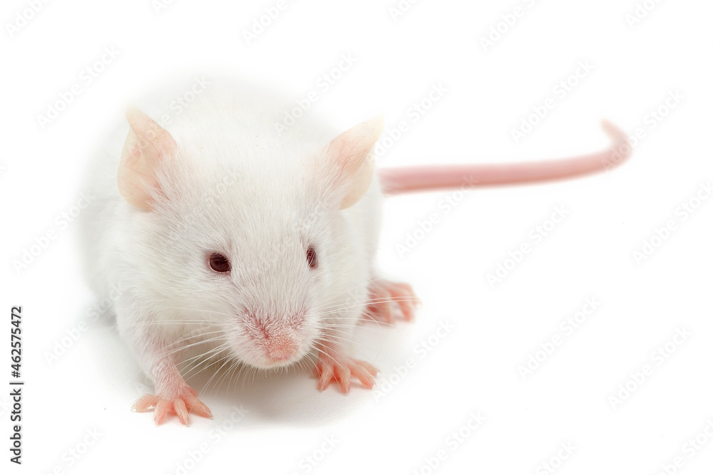 Souris albinos sur fond blanc Souris albinos sur fond blanc