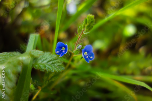 two Germander Speedwell (Veronica chamaedrys) flowers isolated on a natural dark green background