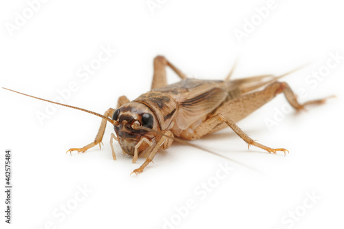 Grillon domestique Acheta domestica sur fond blanc