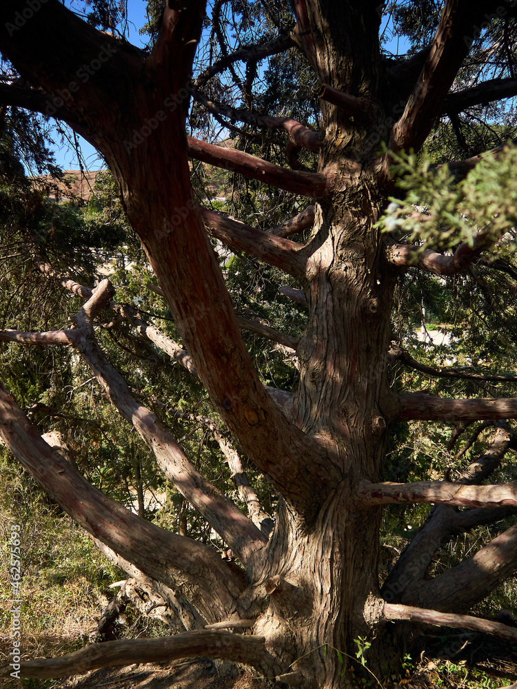 a branchy, bizarrely shaped juniper tree stands under the bright rays of the summer sun, the beautiful texture of the bark of the tree a branchy, bizarrely shaped juniper tree stands under the bright rays of the summer sun, the beautiful texture of the bark of the tree