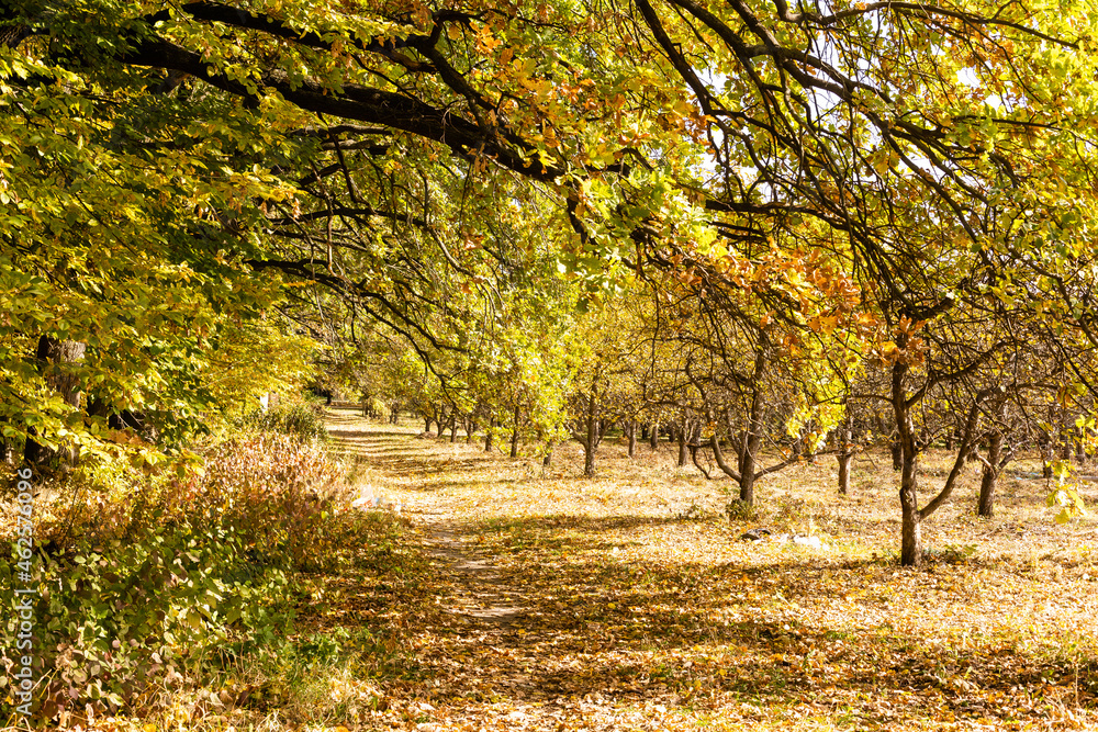 beautiful autumn park at sunny weather beautiful autumn park at sunny weather