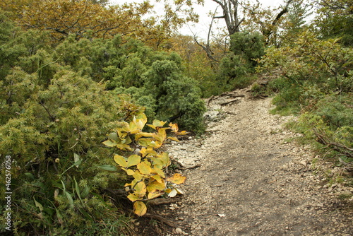 flowers in the forest
