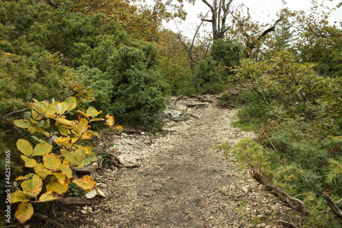 flowers in the mountains