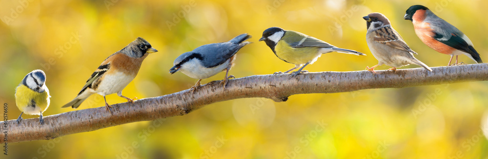 Group of various little birds sitting on branch of tree on autumn background - obrazy, fototapety, plakaty 