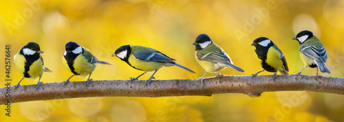 Group of little songbirds perching on branch of tree on autumn background. Great tit ( Parus major)