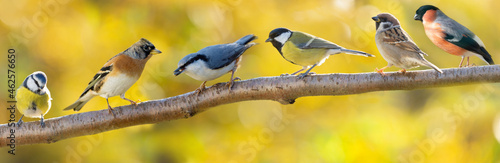 Group of various little birds sitting on branch of tree on autumn background