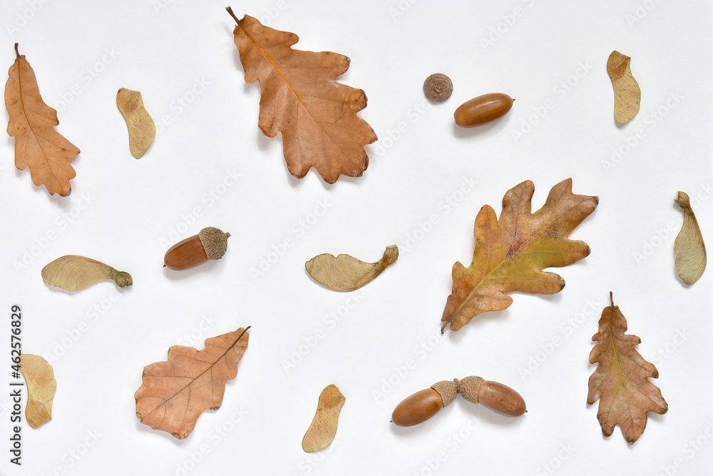 autumn background from acorns and oak leaves with maple seeds on white sheet of cardboard. Natural materials. Design element