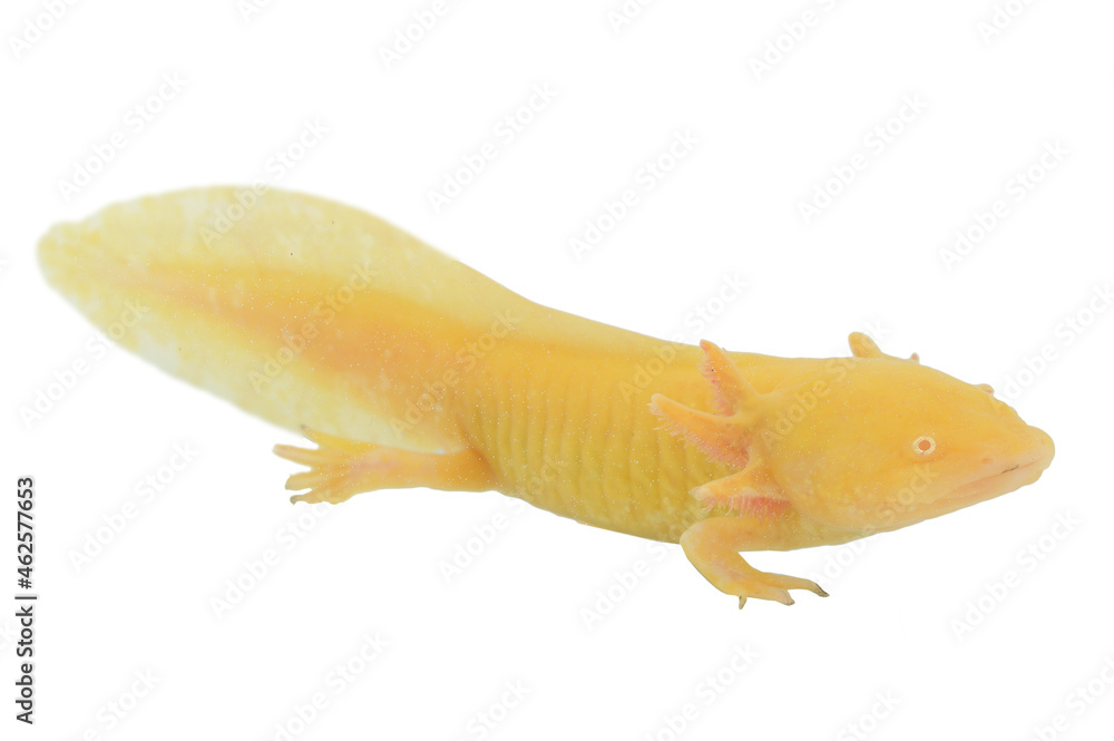 Obraz premium Axolotl albinos sur fond blanc