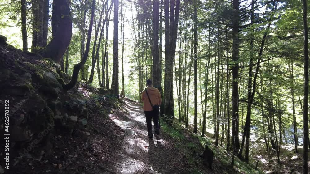 Irati forest or jungle in autumn, a young hiker on a pine tree trail. Ochagavía, north of Navarra in Spain, 4k video Irati forest or jungle in autumn, a young hiker on a pine tree trail. Ochagavía, north of Navarra in Spain, 4k video