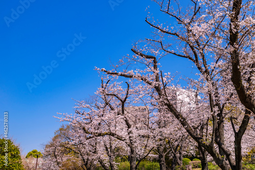 Wallpaper Mural 桜咲く快晴の隅田公園の風景（2021年3月） Torontodigital.ca