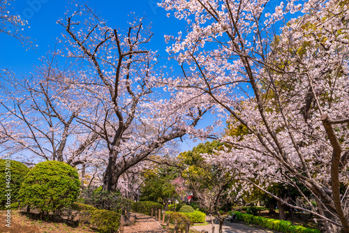 桜咲く快晴の隅田公園の風景（2021年3月）