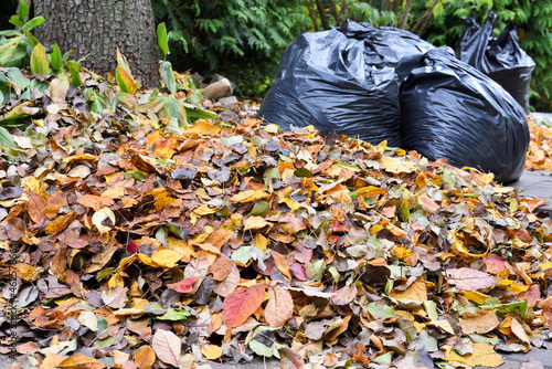 Pile of autumn leaves in the garden against the background of bags with collected leaves