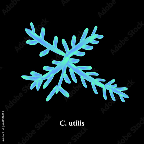 C. utilis candida. Pathogenic yeast-like fungi of the Candida type morphological structure. Vector illustration
