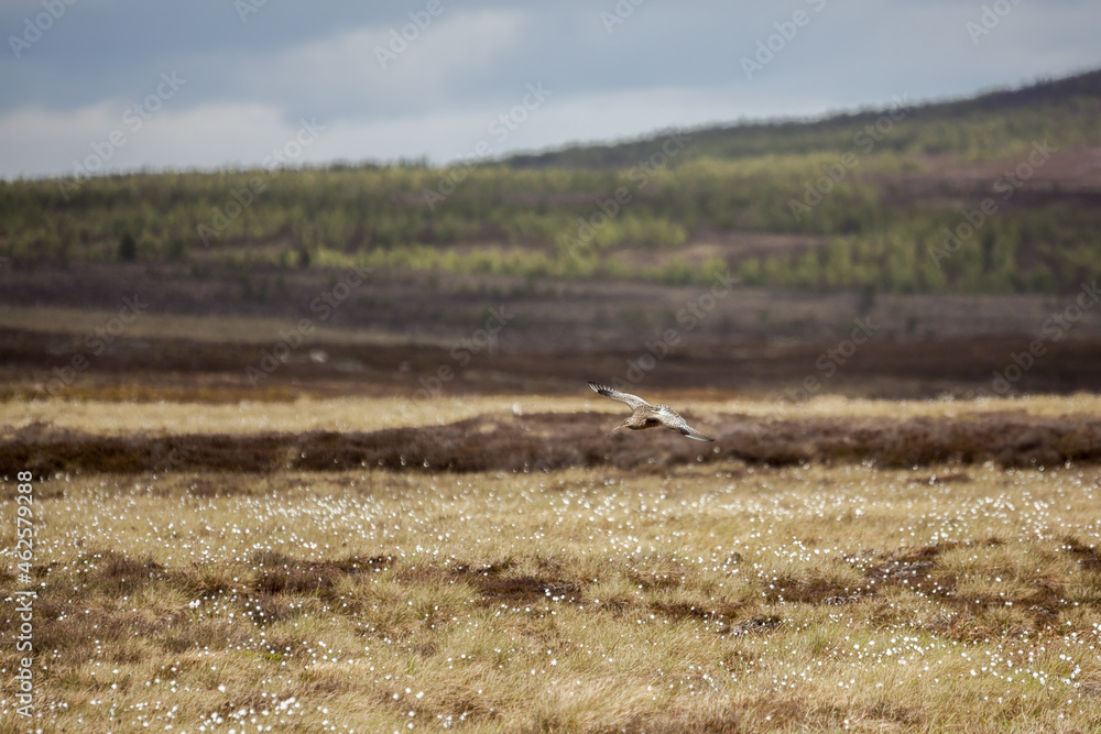 Eurasian Curlew (Numenius arquata) flying over scottish moorland Eurasian Curlew (Numenius arquata) flying over scottish moorland