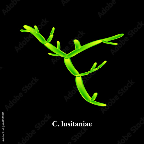 C. lusitaniae candida. Pathogenic yeast-like fungi of the Candida type morphological structure. Vector illustration on isolated background