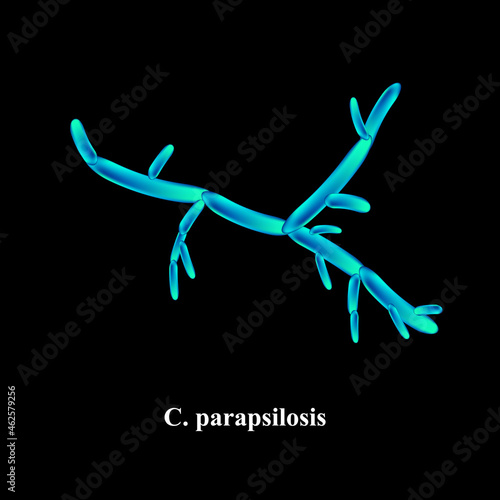 C. parapsilosis candida. Pathogenic yeast-like fungi of the Candida type morphological structure. Vector illustration on isolated background