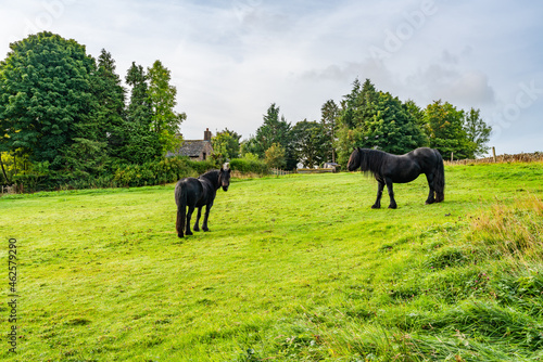 Horses on a meadow © beataaldridge