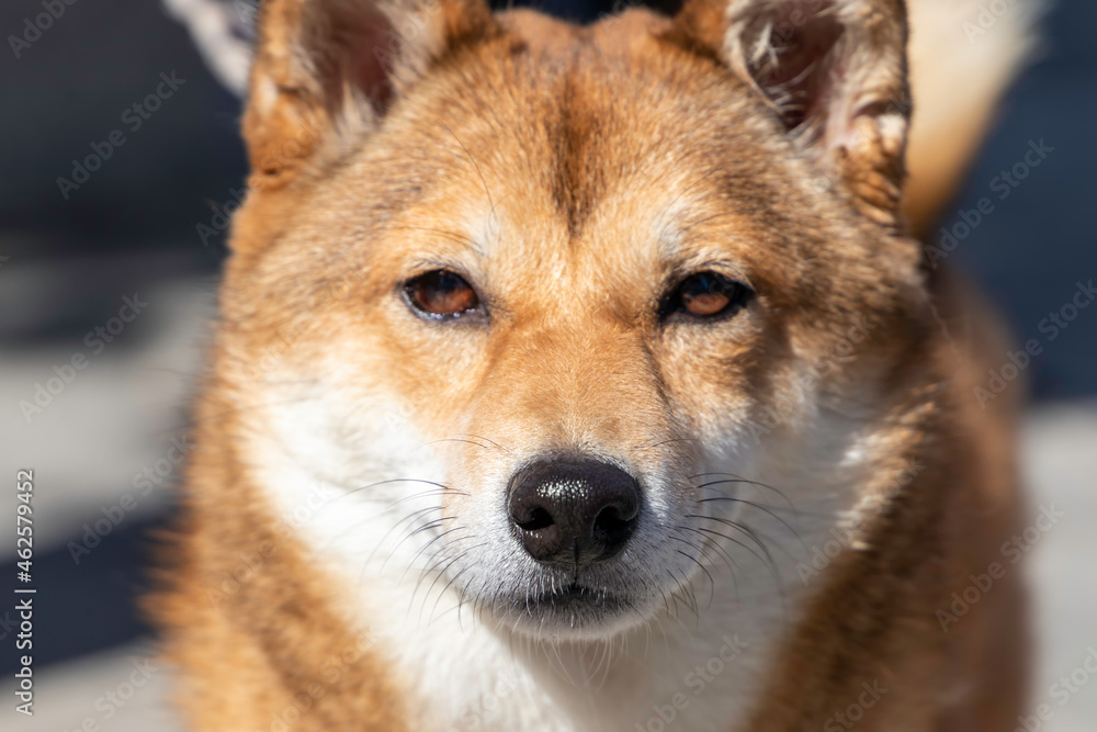 close up of a japanese dog (shiba inu) looking at camera - frontal view - selective focus