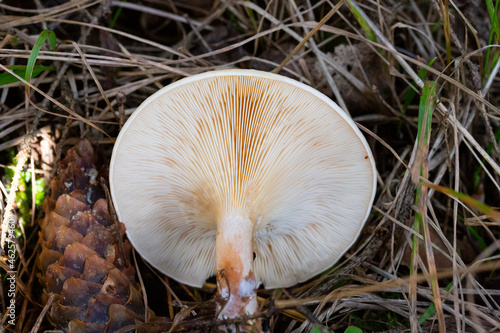 Hymenophore of Paxillus involutus or Brown roll-rim mushroom photo