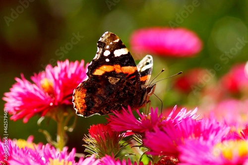 Chrysanthemum butterfly photo