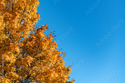 Autumn treer with orange leaves. Autumn background photo