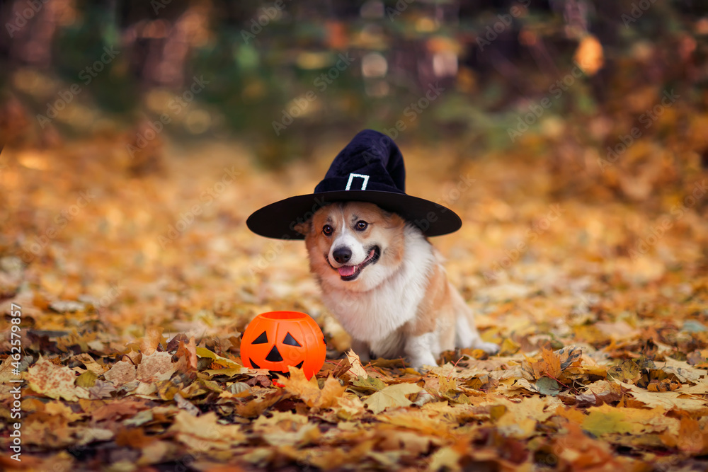 cute corgi dog puppy lies among the fallen leaves in autumn sunny park in the halloween witch's hat