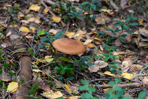 The Mild Milkcap Lactarius subdulcis is an inedible mushroom photo