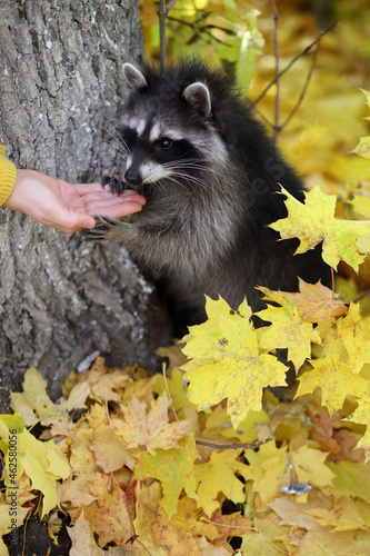 raccoon in the autumn forest