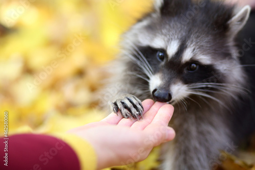 raccoon in the autumn forest © oksnemova