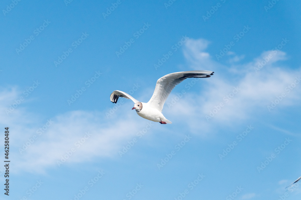 Fototapeta premium Nice view on Seagull flying diagonally through vivid blue sky with clouds.