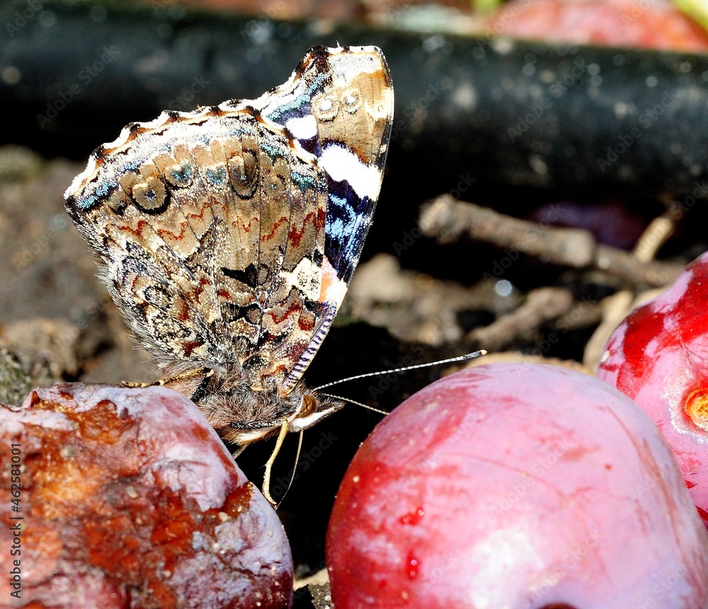 Fototapeta premium Red Admiral feeding on autumn fruit