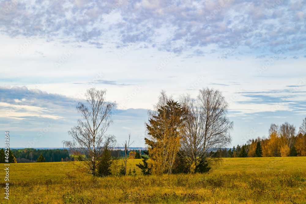 autumn landscape with trees in a birch field aspen trees 