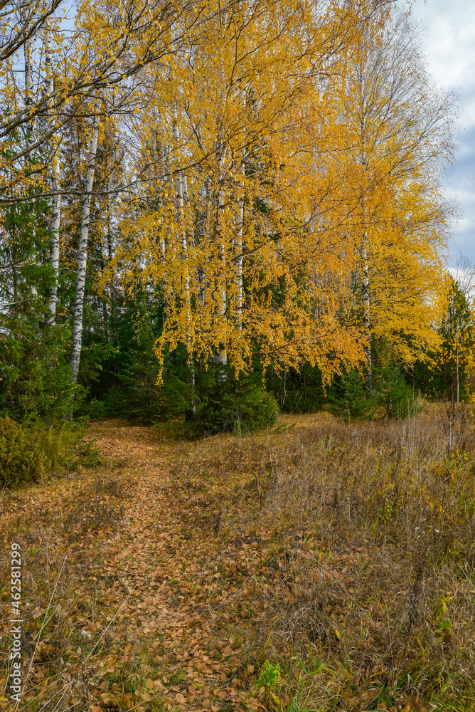 Fototapeta premium landscape with autumn forest and yellow birches 