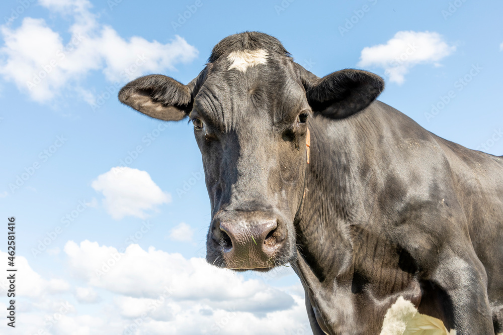 Cow looking down friendly, gentle looking, medium shot of a black-and-white bovine in front of a blue sky Cow looking down friendly, gentle looking, medium shot of a black-and-white bovine in front of a blue sky