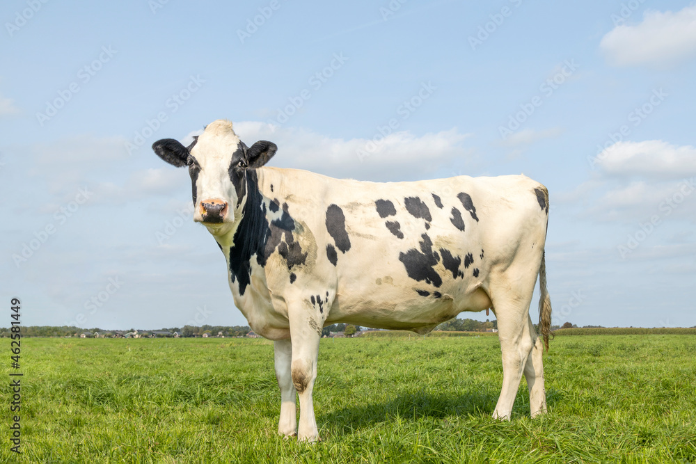 Cow black and white, standing on green grass in summer in a pasture, and a blue sky.