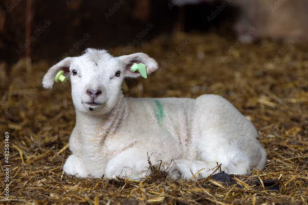 ILittle adorable lamb, looking friendly, laying on straw in a barn, yellow ear tag ILittle adorable lamb, looking friendly, laying on straw in a barn, yellow ear tag