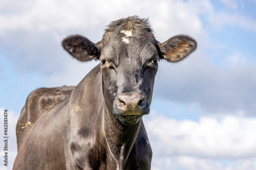 Black cow, medium shot, grumpy and a blue cloudy background Black cow, medium shot, grumpy and a blue cloudy background