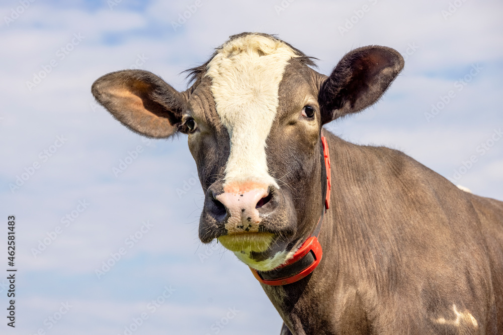 Cow looking friendly, portrait of a handsome brown bovine, gentle pink nose, medium shot in front of a blue sky