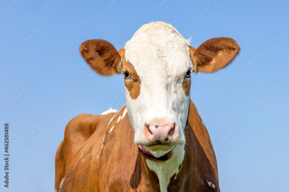 Cow  head, red with one eye patch, friendly expression, pale blue sky
