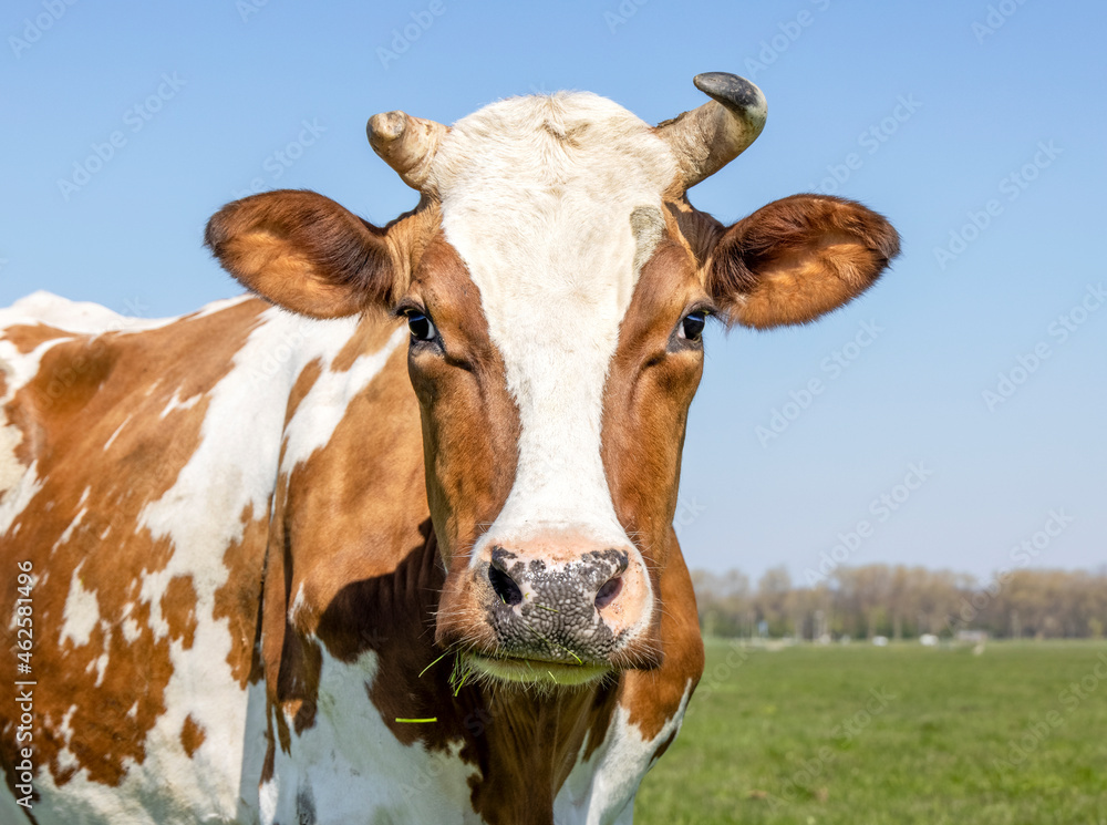 Cow portrait, a cute and calm friendly expression, chewing blades of grass, adorable Cow portrait, a cute and calm friendly expression, chewing blades of grass, adorable