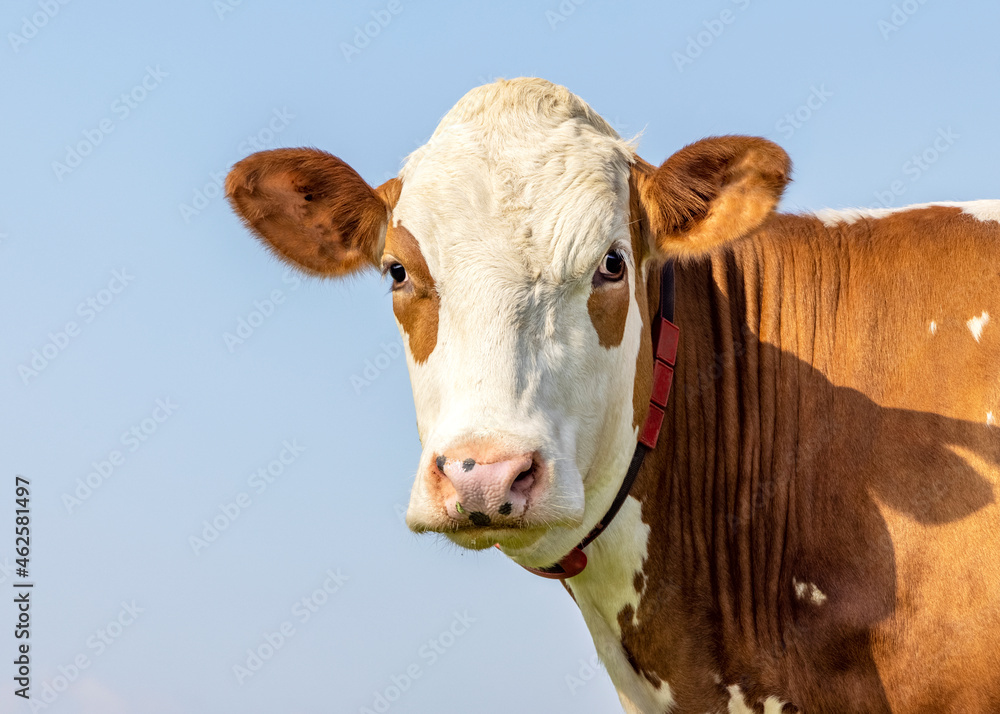 Cow portrait, a cute and calm red bovine, eye patches, fleckvieh, friendly expression, adorable