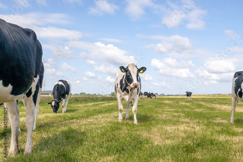 Cow oncoming towards in a field, nosy black and white cows, approaching  the camera