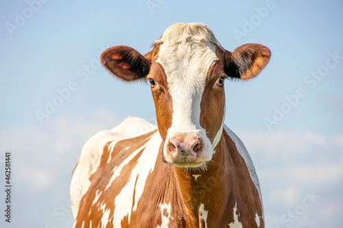 Cow portrait, a cute and calm red bovine, with white blaze, pink nose and friendly expression, adorable © Clara