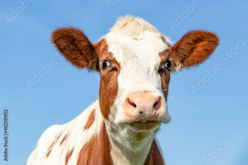 Cute cow head, red fur with droopy eyes and pink nose, lovely drooling © Clara
