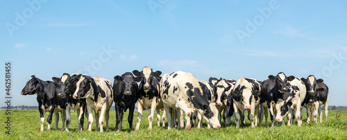 Group of cows together in a field, happy and joyful and a blue sky, a panoramic wide view photo