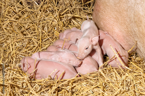 Piglets just born, little pink cute lying bunch in the straw