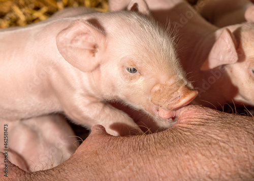 Tela Tiny piglet drinking from mother pig's teat, mouth and snout suckling